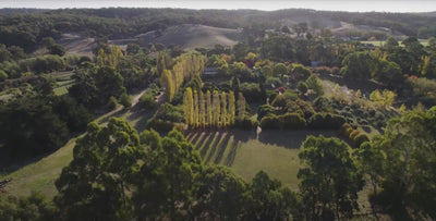Escape to French Lavender Fields